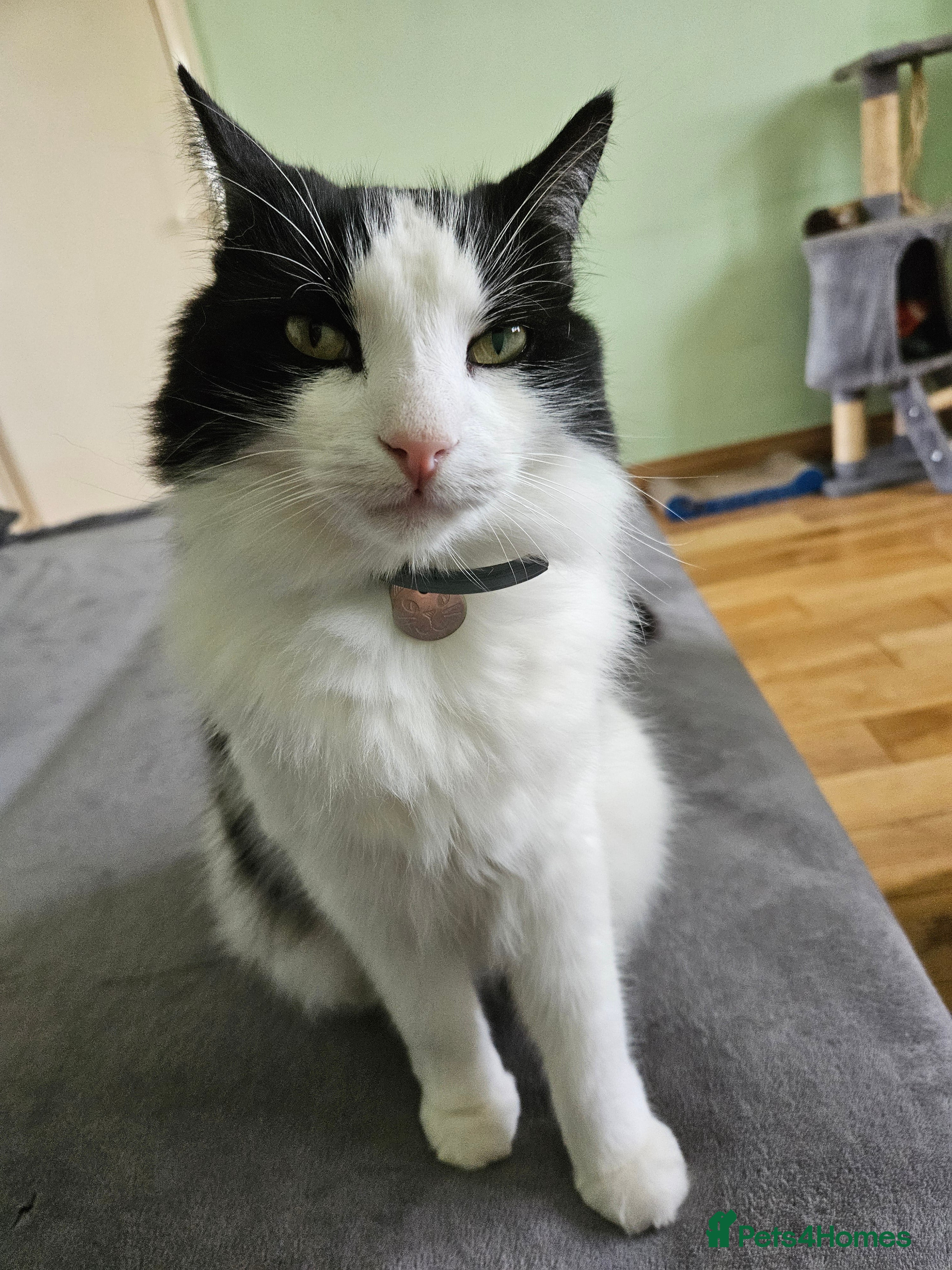 Mixed Breed cats Lovely long hair cat needs new home - Advert 1