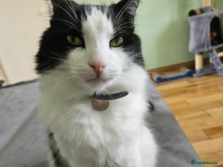 Mixed Breed cats Lovely long hair cat needs new home - Advert 1