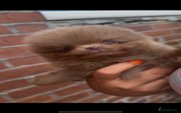 Pomeranian dogs for sale: Pomeranian puppy 🐶  - Image 2