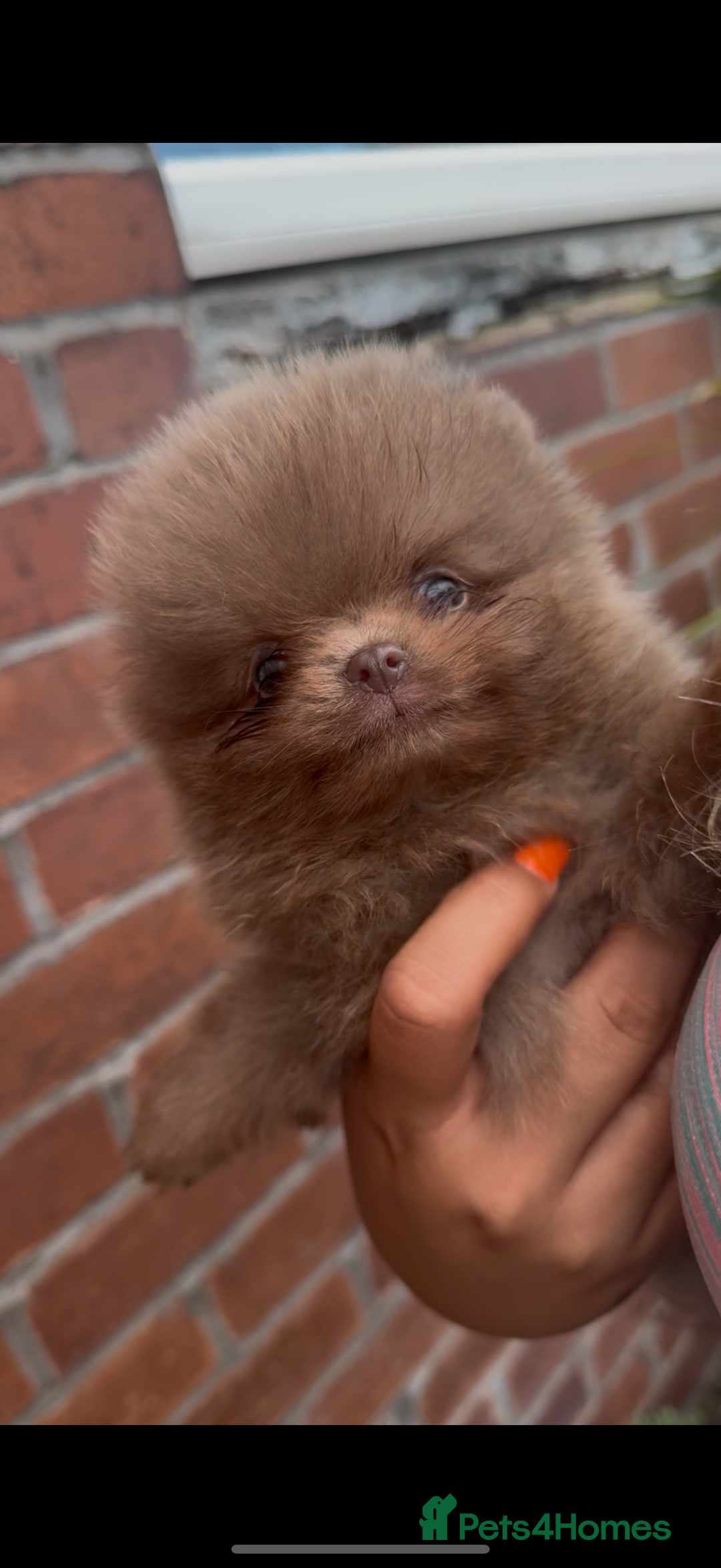 Pomeranian dogs for sale: Pomeranian puppy 🐶  - Image 2