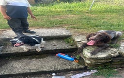 Sprocker dogs for sale: Beautiful sprockers  - Image 12