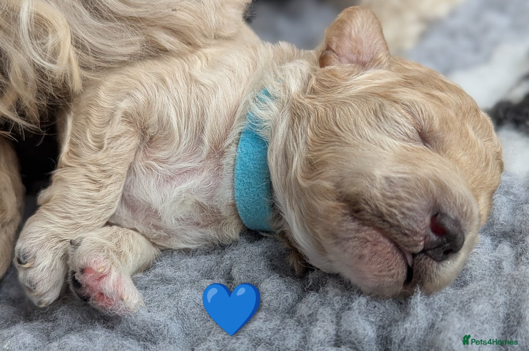 Poochon dogs for sale: 🐾 Adorable F1b Poochon Puppies - Ready November🐾 - Image 10