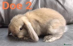 Mini Lop rabbits for sale: 🐰Beautiful mixed litter of Plush x Mini Lop kits - Image 18