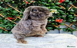 Mini Lop rabbits for sale: Miniature plush lop babys (does) - Image 4