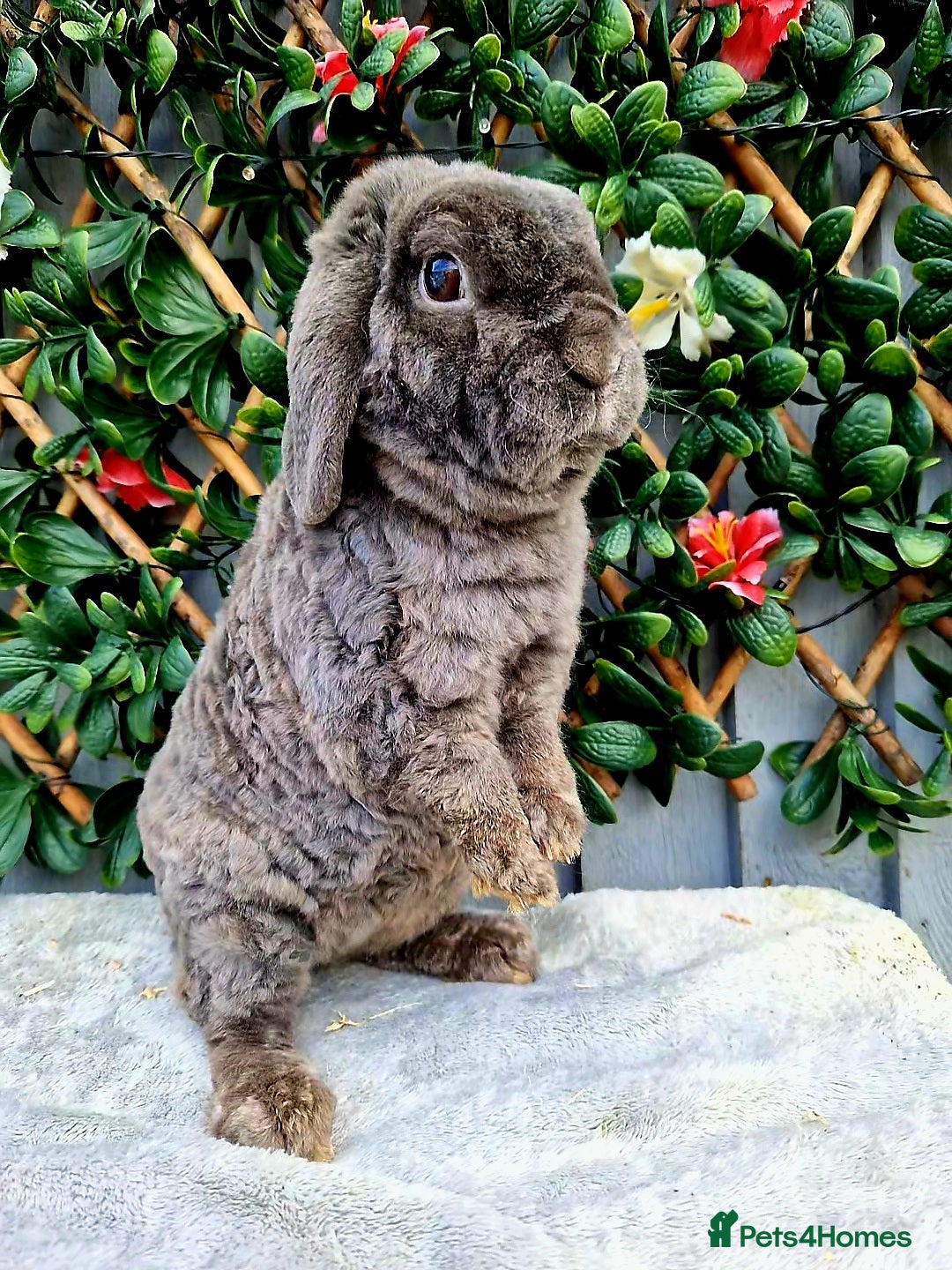 Mini Lop rabbits for sale: Miniature plush lop babys (does) - Image 4