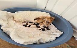 Jack Russell dogs for sale: JACK Russel Terriers - Image 6