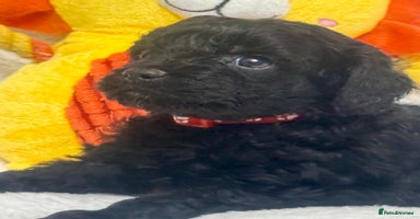 Cavapoo dogs - Advert 4