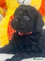 Cavapoo dogs - Advert 3