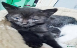 Brazilian Shorthair cats for sale: British shorthair Cross kittens - Image 2