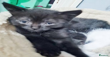 Brazilian Shorthair cats - Advert 10
