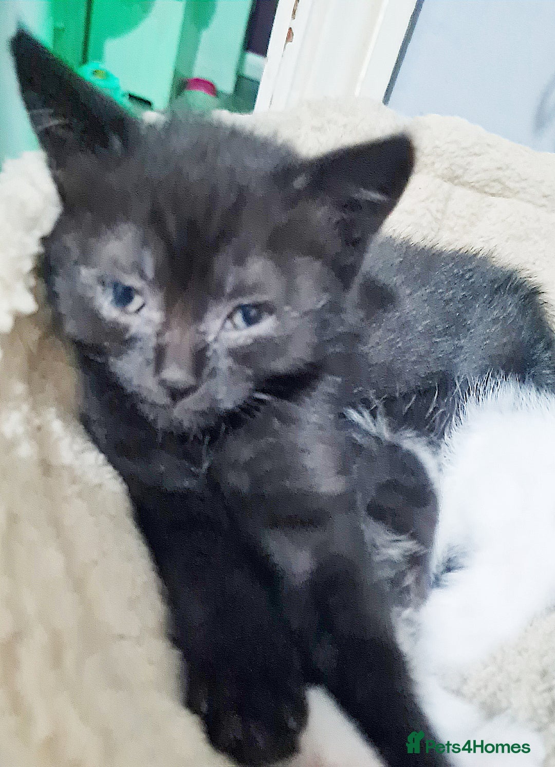 Brazilian Shorthair cats for sale: British shorthair Cross kittens - Image 2