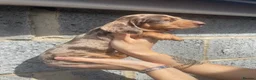 Miniature Dachshund dogs for sale: Beautiful miniature dachshunds  - Advert 7