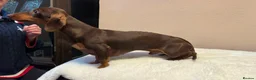 Miniature Dachshund dogs for stud: KC Miniature Dachshund Chocolate & tan  - Advert 2