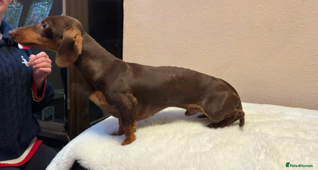 Miniature Dachshund dogs for stud: KC Miniature Dachshund Chocolate & tan  - Advert 2