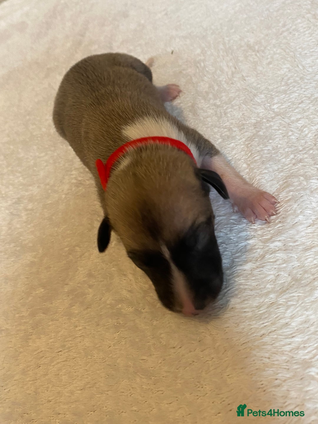 Whippet dogs for sale: 6 Stunning KC Pedigree Whippet Puppies - Image 18