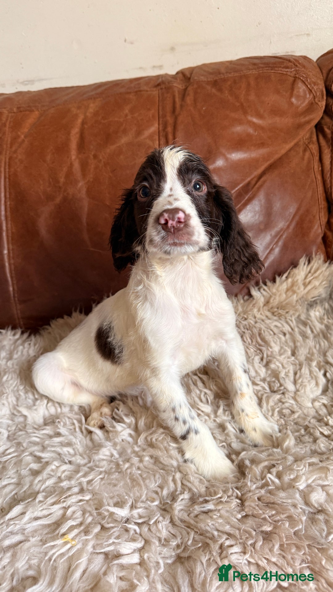 English Springer Spaniel dogs for sale: Stunning Litter of Beautiful Working ESS Puppies. - Advert 2