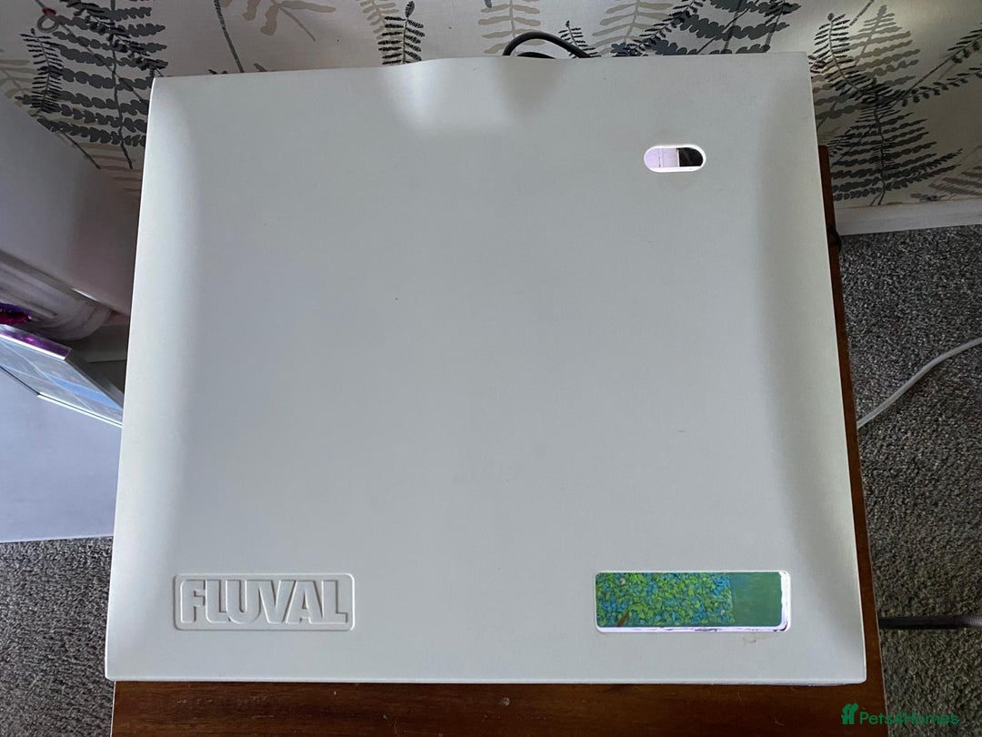 Shrimps fish for sale: Fluval fish tank set up with fish included  - Advert 7