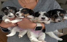 Fox Terrier dogs for sale: Adorable Wire Fox Terrier Puppies for Sale! - Image 8
