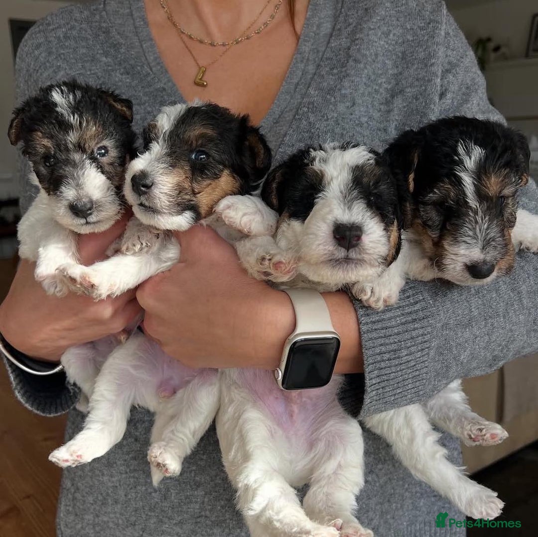 Fox Terrier dogs for sale: Adorable Wire Fox Terrier Puppies for Sale! - Image 8
