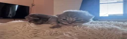 Mixed Breed cats for sale: Persian cross  in St. Neots - Advert 7