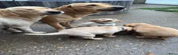Labrador Retriever dogs for sale: Stunning KC reg Labrador pups ready to leave  - Advert 17