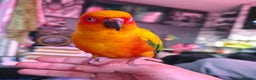 Conures birds for sale: SUPER TAME female sun conure beautiful  - Advert 5