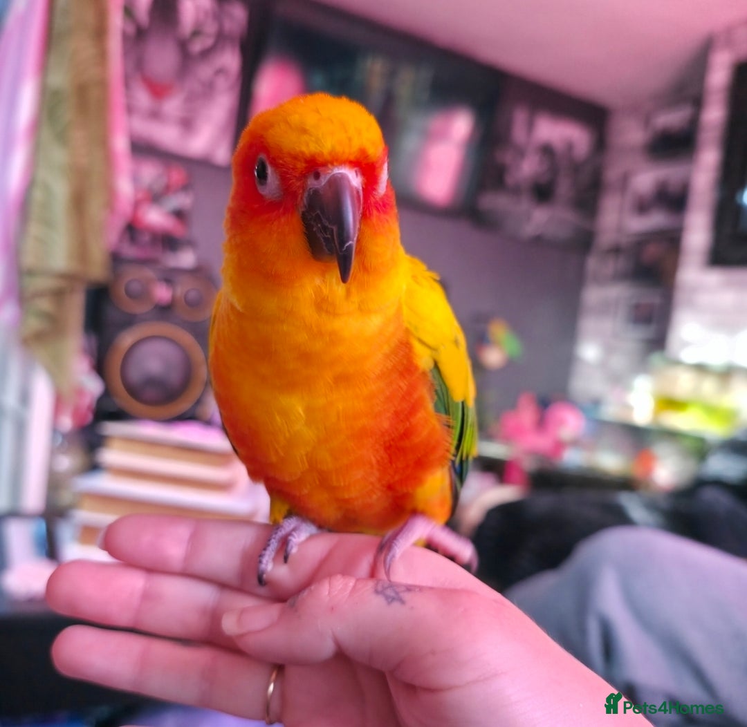Conures birds for sale: SUPER TAME female sun conure beautiful  - Advert 5