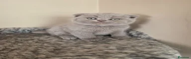 Scottish Fold Kitten 1