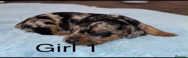 Miniature Dachshund 4