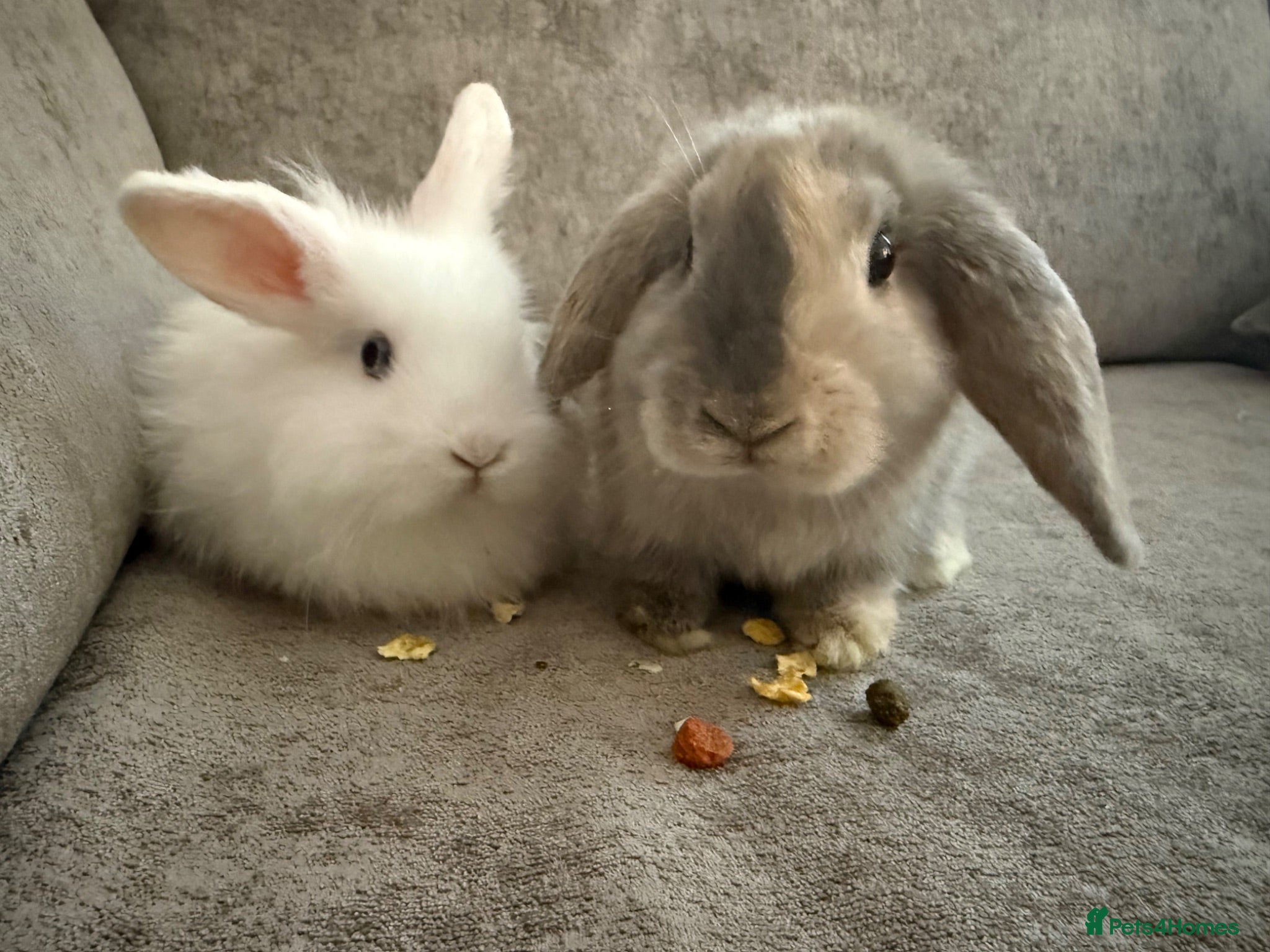 Mixed Breed rabbits Two Indoor Female Rabbits - Advert 1