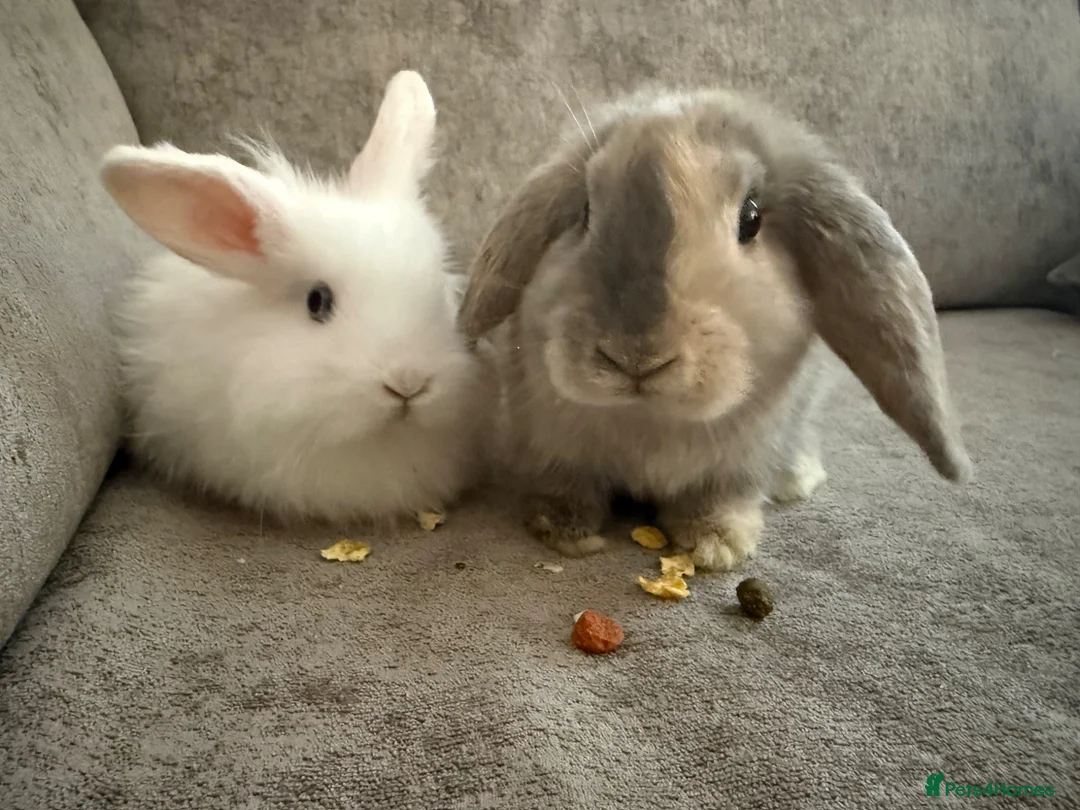 Mixed Breed rabbits for sale: Two Indoor Female Rabbits in Peterlee - Advert 1