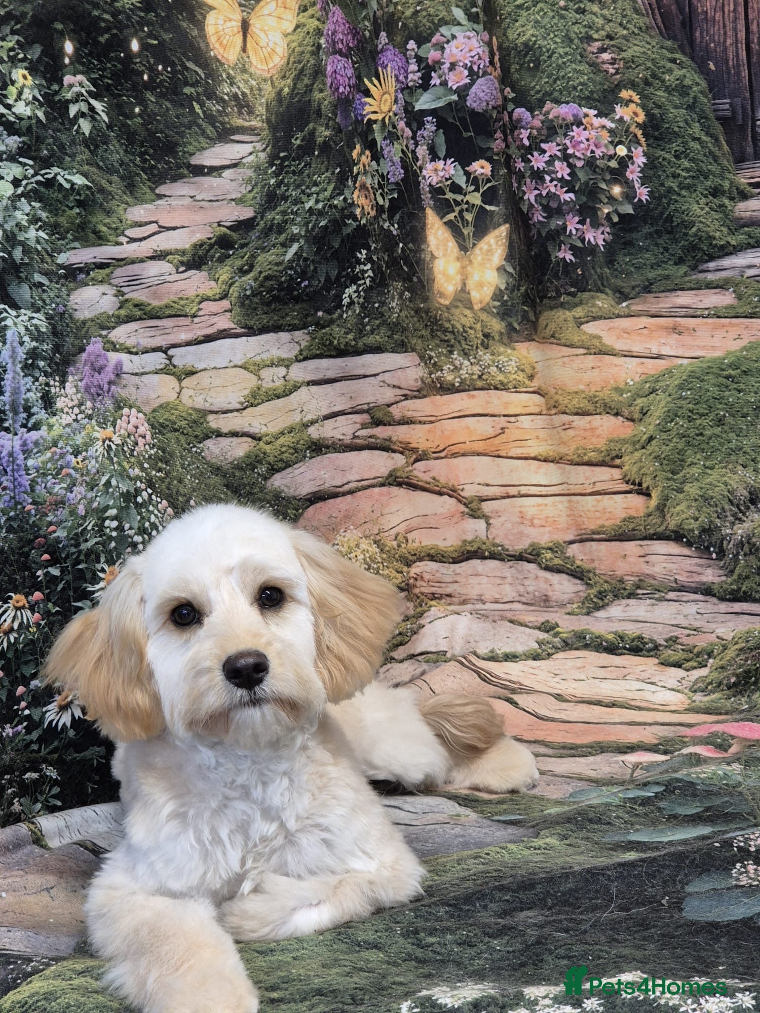 Cavapoo dogs Female Cavapoo Puppy - Advert 1