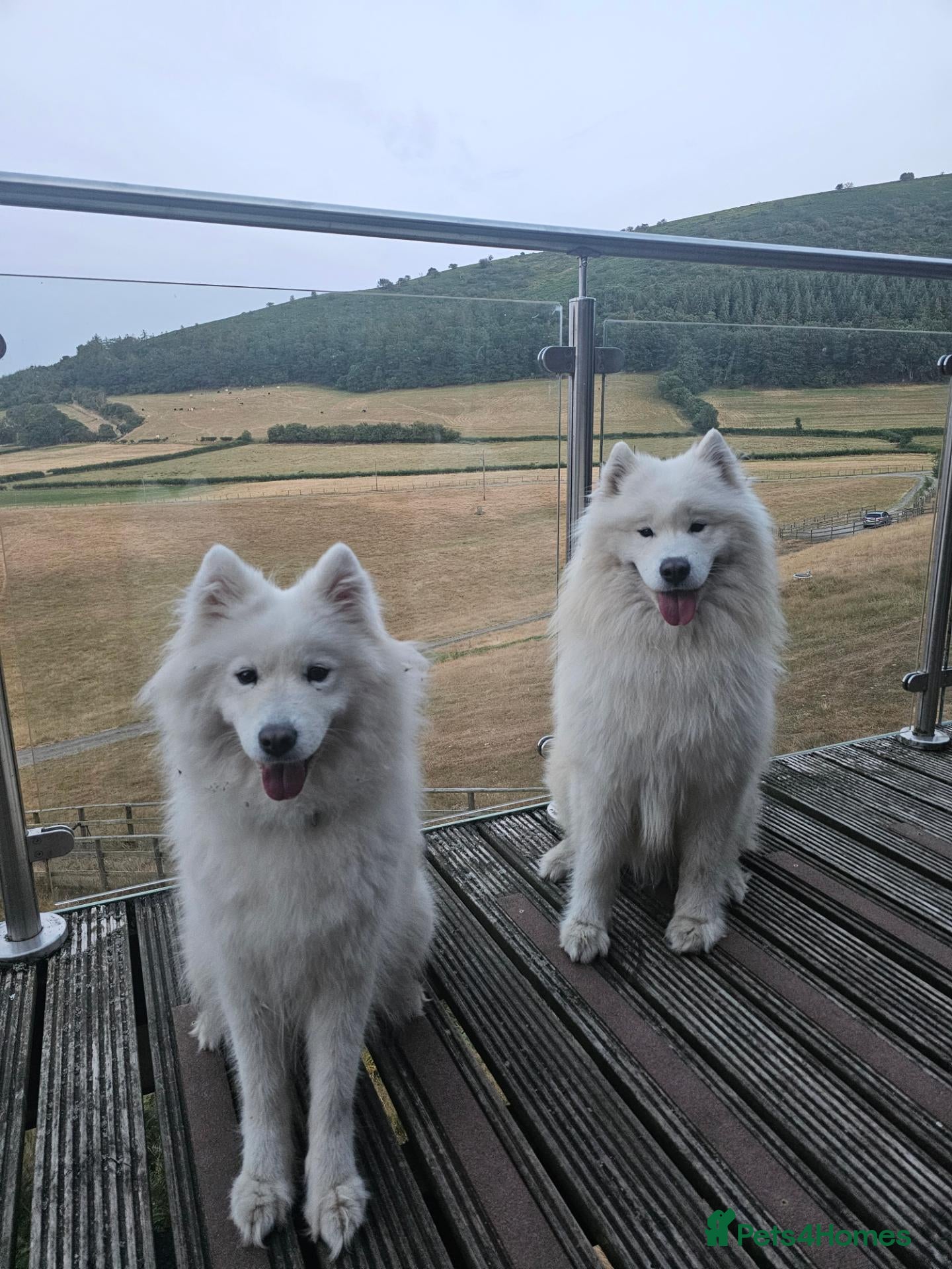 Samoyed dogs Samoyed puppies - Advert 2