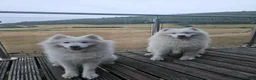 Samoyed dogs for sale: Samoyed puppies - Advert 1