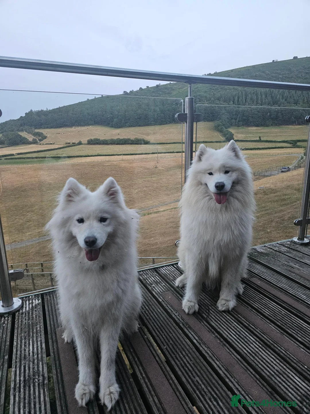 Samoyed dogs for sale: Samoyed puppies - Advert 1
