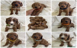 Goldendoodle dogs for sale: Top Quality Goldendoodle x Australian labradoodle  in Brough - Image 2