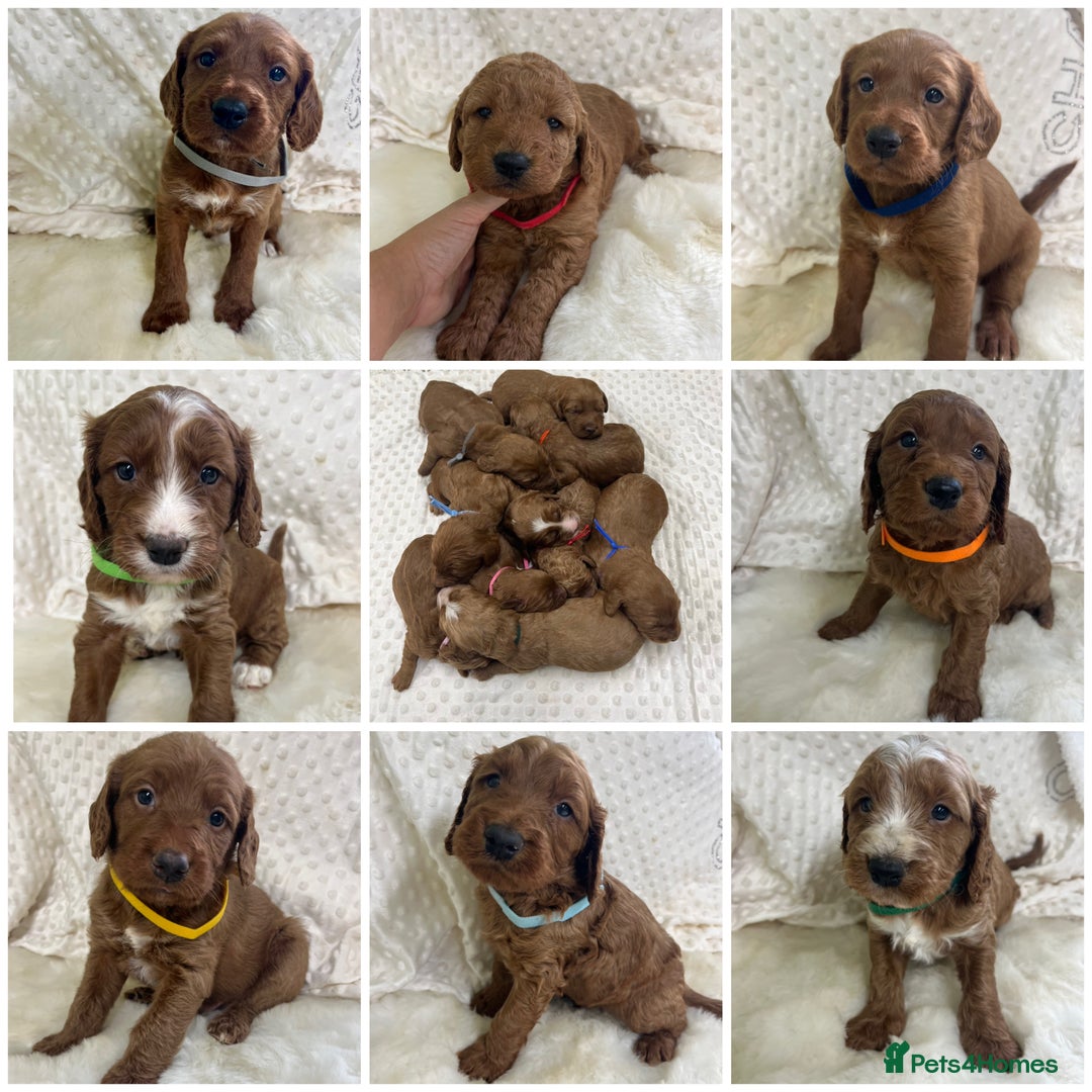 Goldendoodle dogs for sale: Top Quality Goldendoodle x Australian labradoodle  in Brough - Image 2