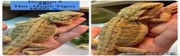 Bearded Dragon reptiles for sale: Baby Hypo Bearded Dragons - Advert 5