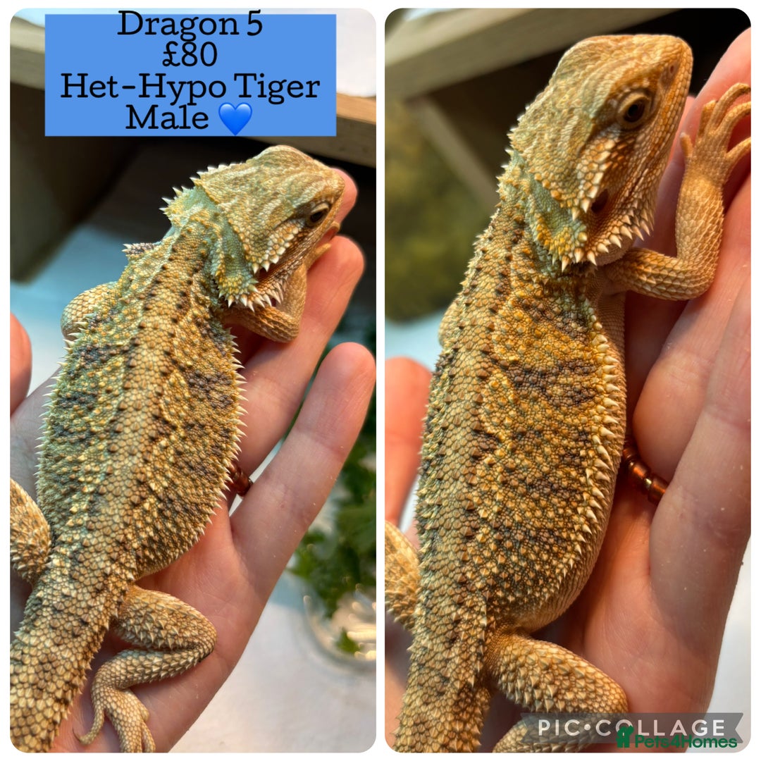 Bearded Dragon reptiles for sale: Baby Hypo Bearded Dragons - Advert 5