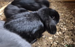 Mini Lop rabbits for sale: Mini Lop Rabbits - Image 7
