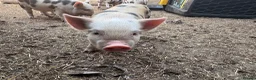 Pig livestock for sale: Julianna piglets for sale  in Bedworth - Advert 8