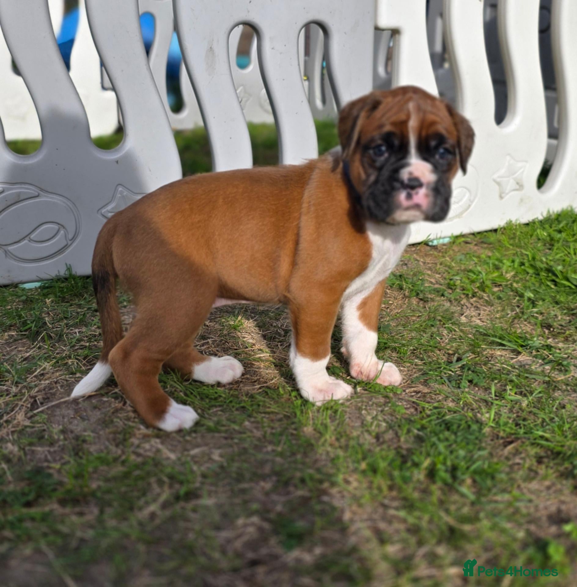 Boxer dogs Beautiful chunky boxer puppies - Advert 18