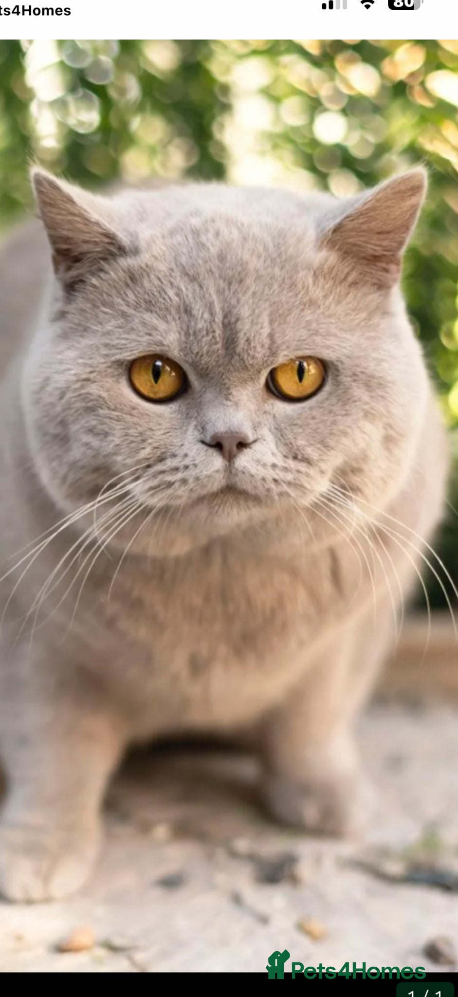 British Shorthair cats Thorn Stud duties only just 2 years old - Advert 14