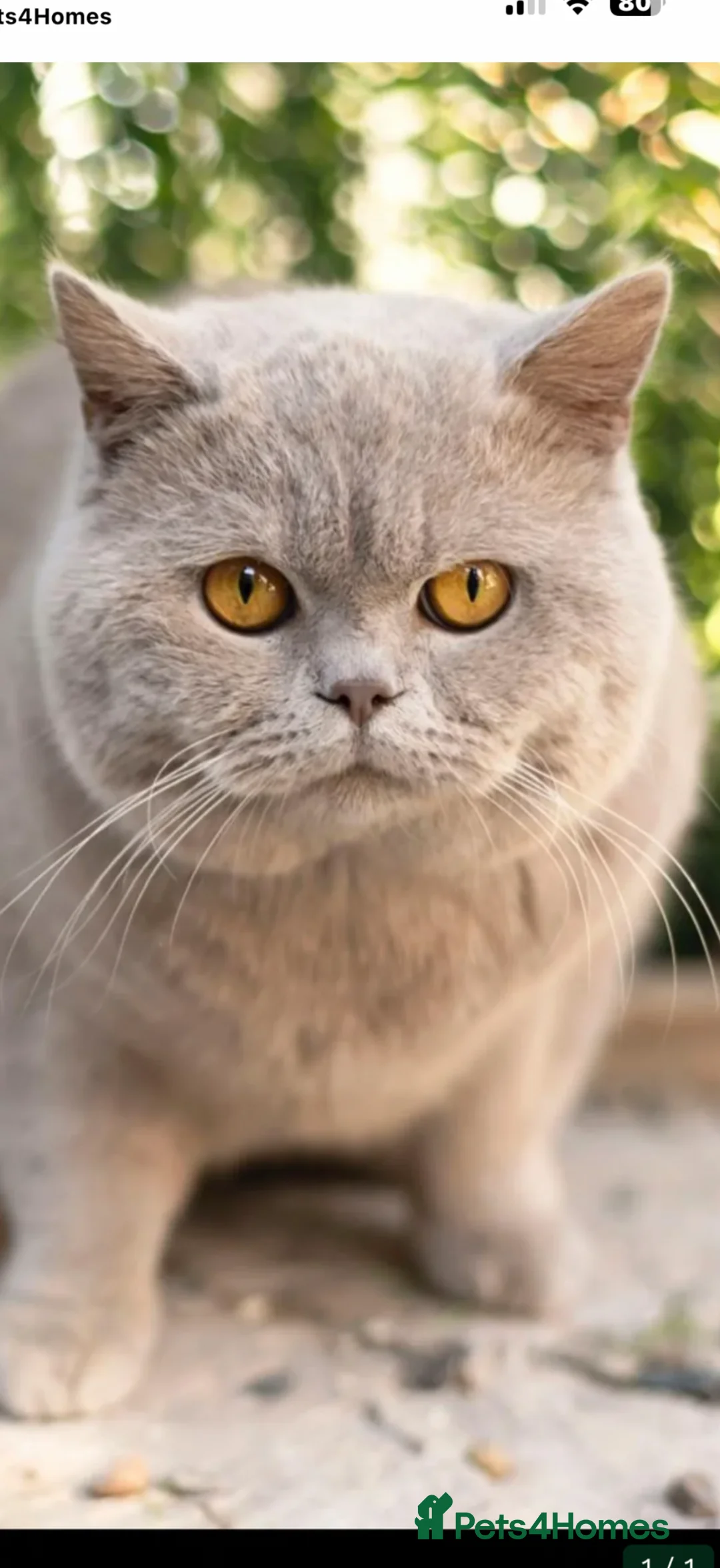 British Shorthair cats for stud: Thorn Stud duties only just 2 years old - Advert 2