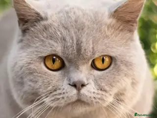 British Shorthair cats Thorn Stud duties only just 2 years old - Advert 2