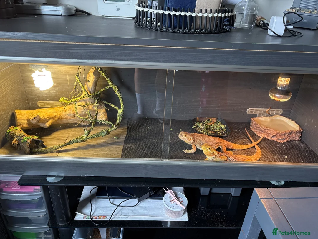 Bearded Dragon reptiles for sale: Bearded dragons - Advert 2