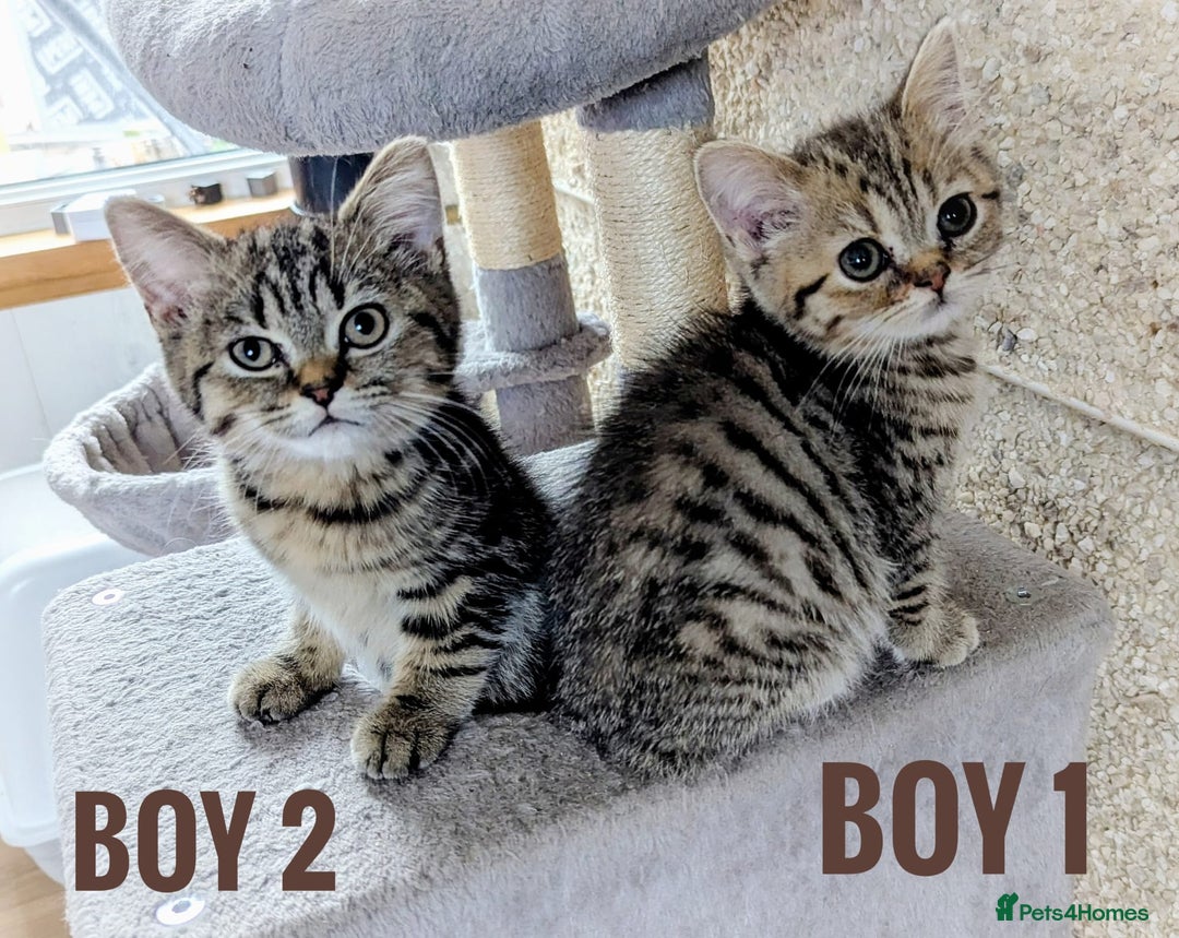 Mixed Breed cats for sale: Adorable kittens  - Image 1