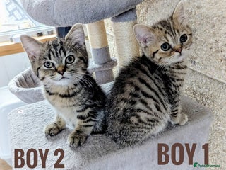 Mixed Breed cats - Advert 3