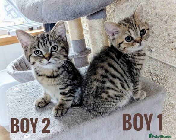 Mixed Breed cats - Advert 9