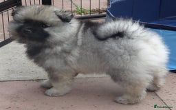 Keeshond dogs for sale: Stunning male Keeshond Puppy ready to go - Image 16